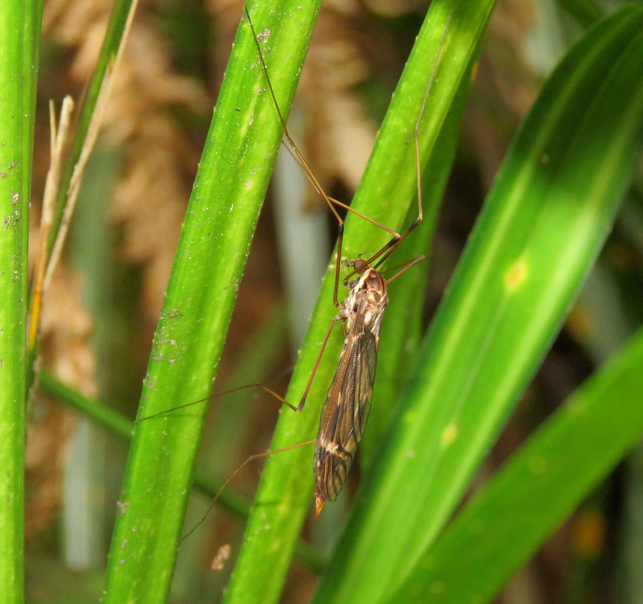 Image of Austrotipula hudsoni (Hutton 1900)