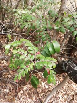 Image of Rhus pachyrrhachis Hemsl.