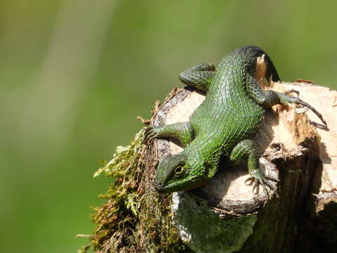 Image of Sceloporus formosus Wiegmann 1834