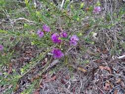 Image of thymeleaf melaleuca