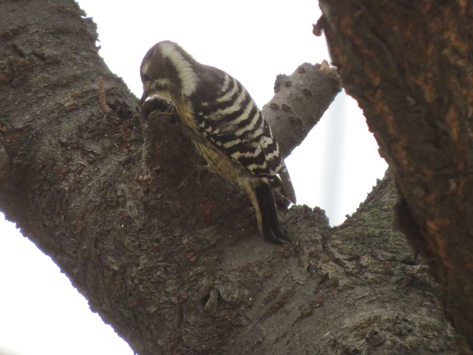 Image of Japanese Pygmy Woodpecker