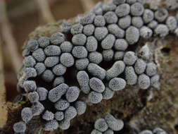 Image of Ashen Slime Mold