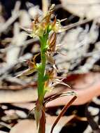 Image of Forest leek orchid