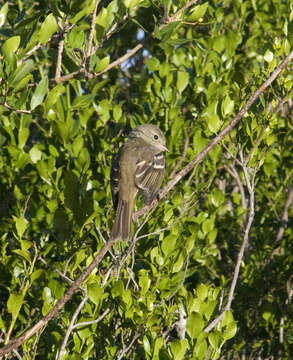 Image of Small-billed Elaenia