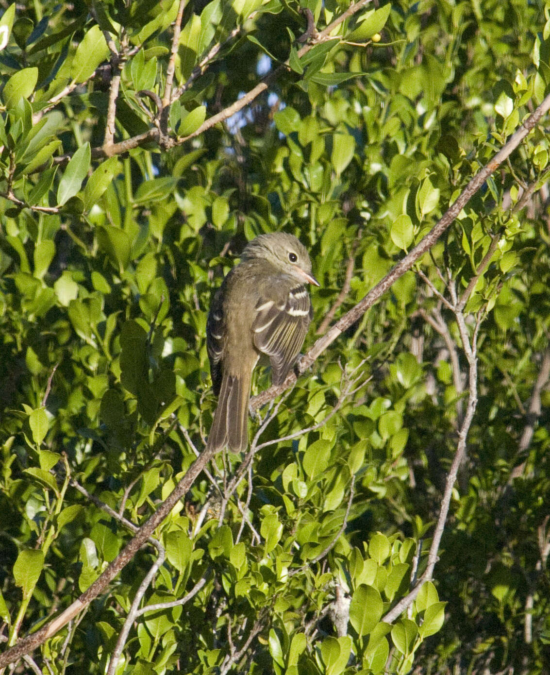 Imagem de Elaenia parvirostris Pelzeln 1868