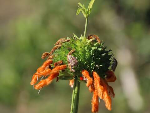 Image of Leonotis ocymifolia var. raineriana (Vis.) Iwarsson