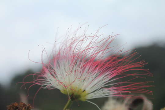 Image of Calliandra pittieri Standl.