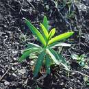 Bupleurum plantagineum Desf. resmi