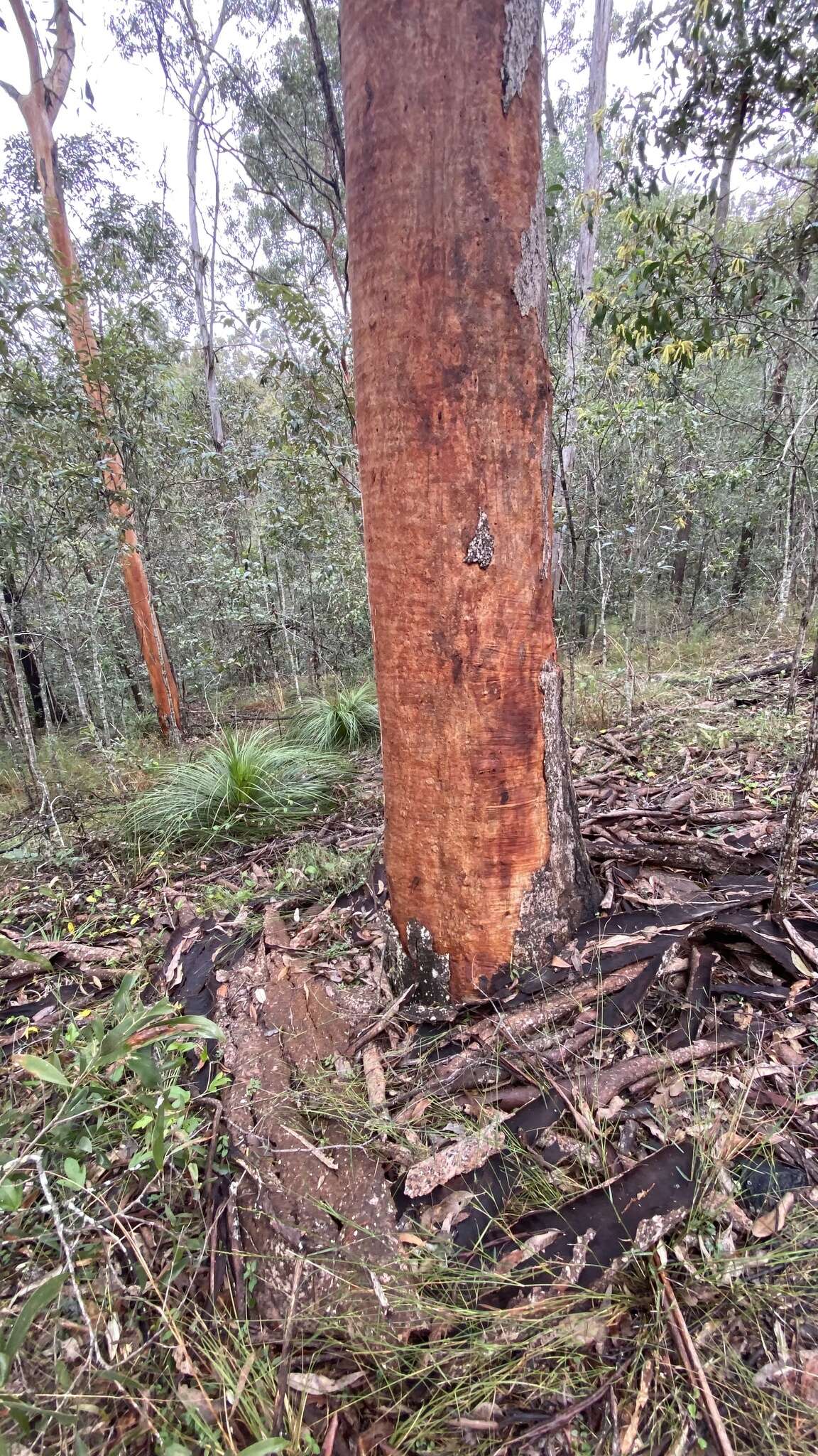 Image of Eucalyptus major (Maiden) Blakely