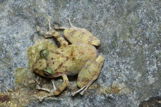 Image of Yucatan Rainfrog