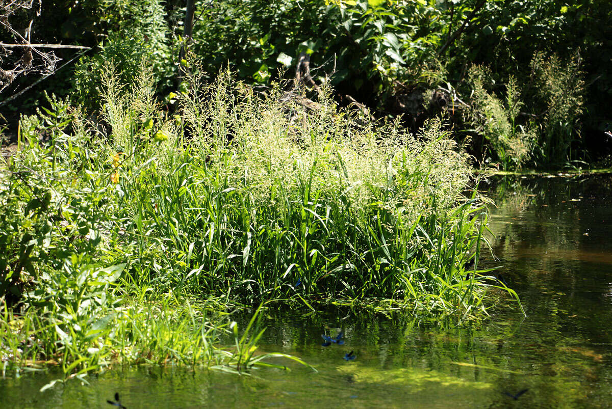 Image of whorlgrass