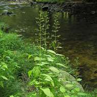 Image de Scrophularia marilandica L.