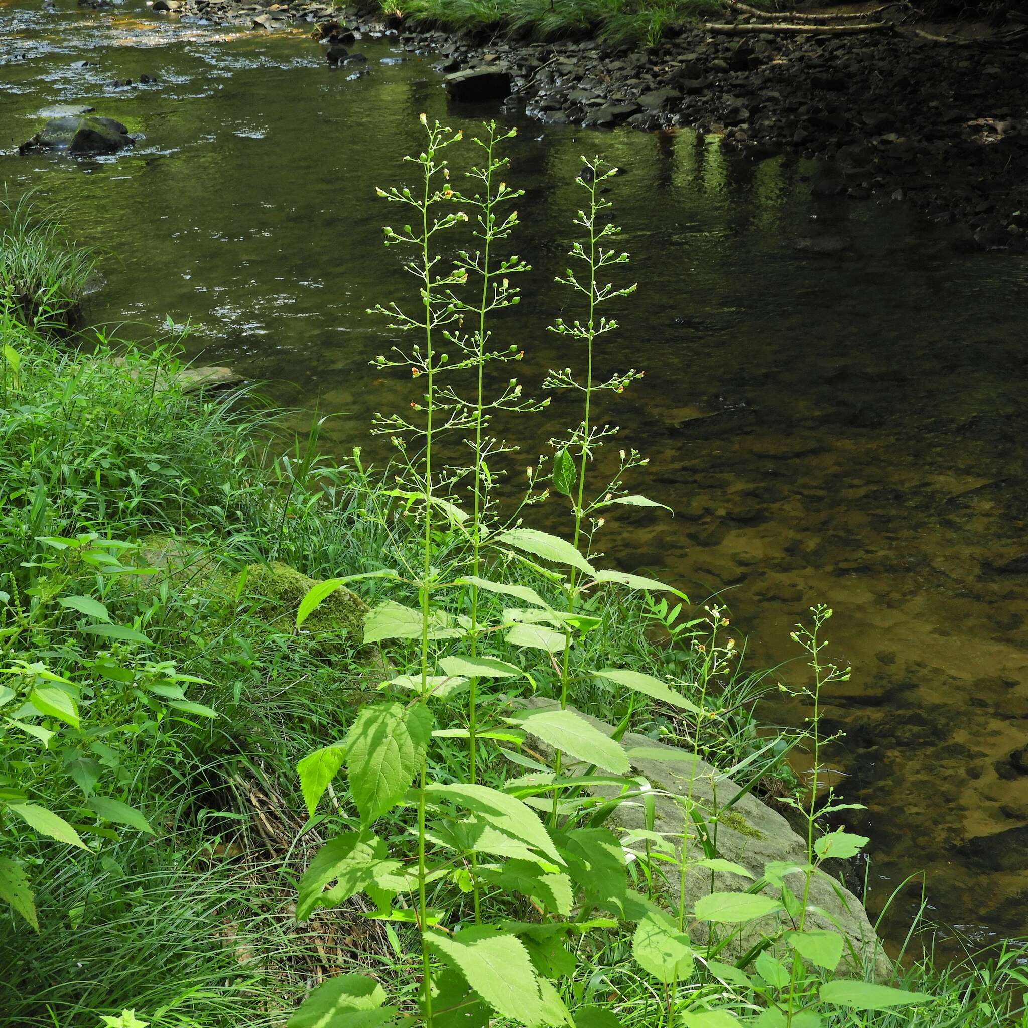 Image de Scrophularia marilandica L.