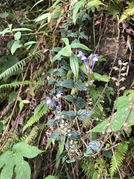 Image of Scutellaria indica var. indica