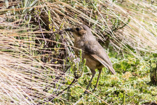 Image of Tawny Antpitta