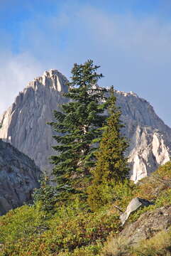 Image of Abies magnifica var. critchfieldii Lanner