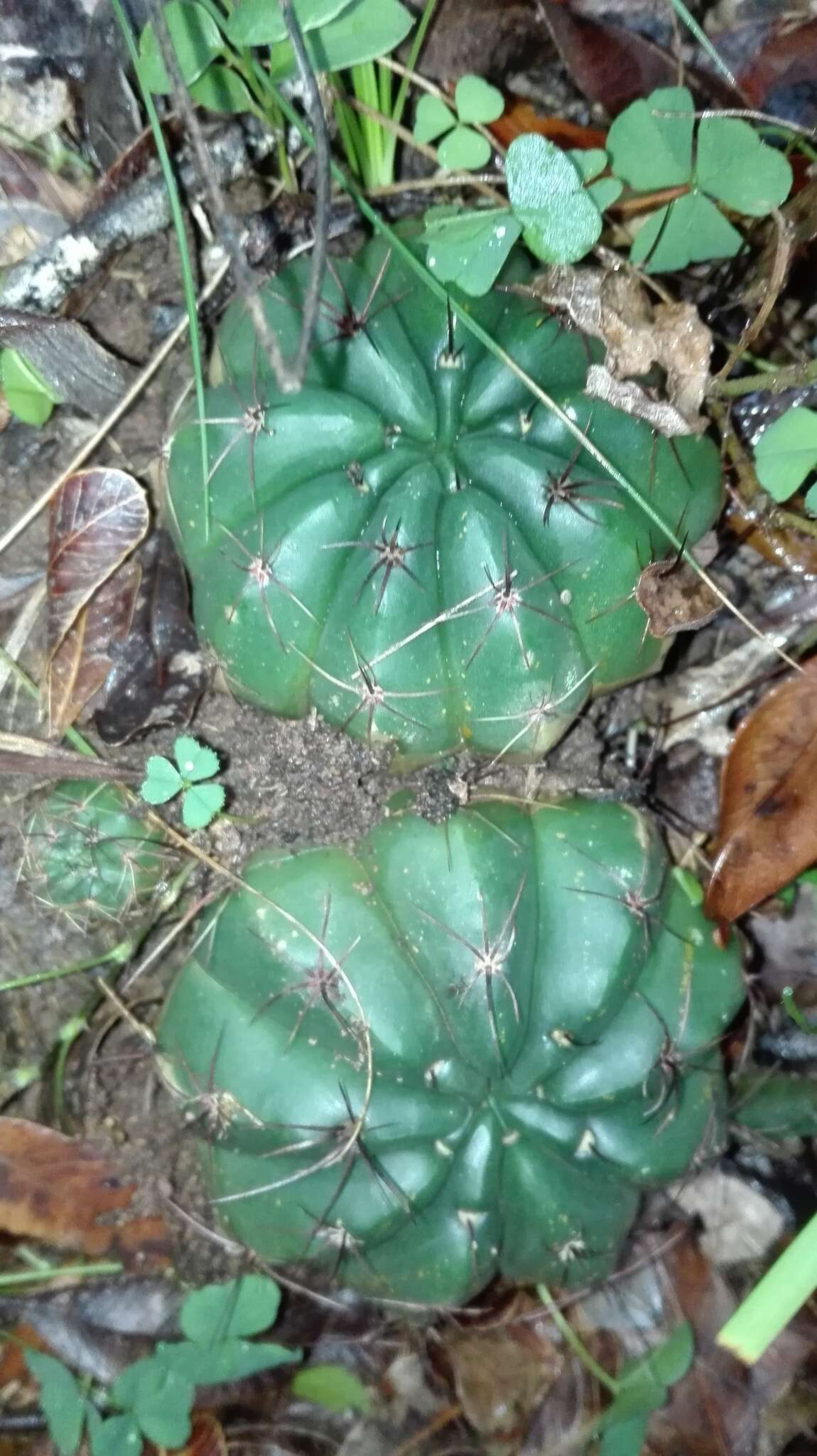 Image of Parodia oxycostata (Buining & Brederoo) Hofacker