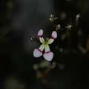 Image of Stylidium utricularioides Benth.