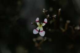 Image of Stylidium utricularioides Benth.