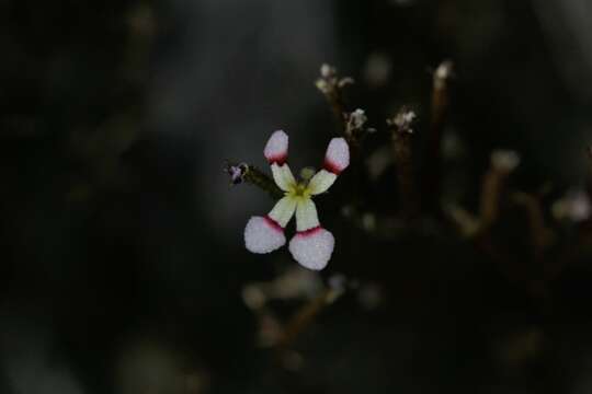 Image of Stylidium utricularioides Benth.