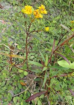 Image of Florida Yellowtops