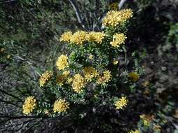 Plancia ëd Oedera genistifolia (L.) A. A. Anderberg & K. Bremer