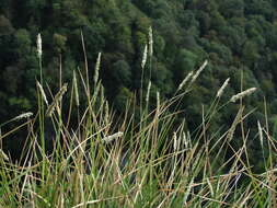 Plancia ëd Sesleria alba Sm.