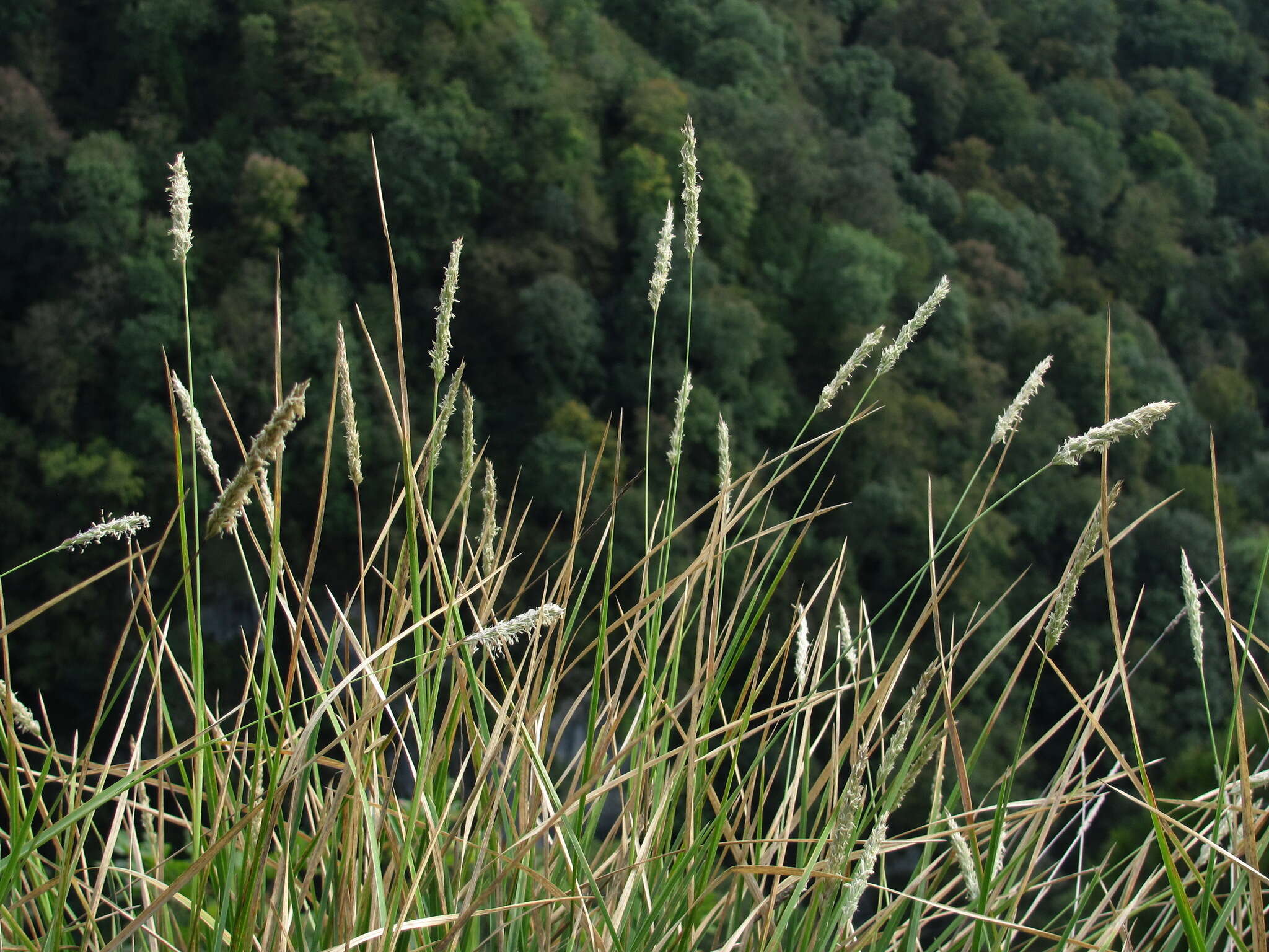 Plancia ëd Sesleria alba Sm.