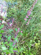 Image of Trans-Pecos giant hyssop