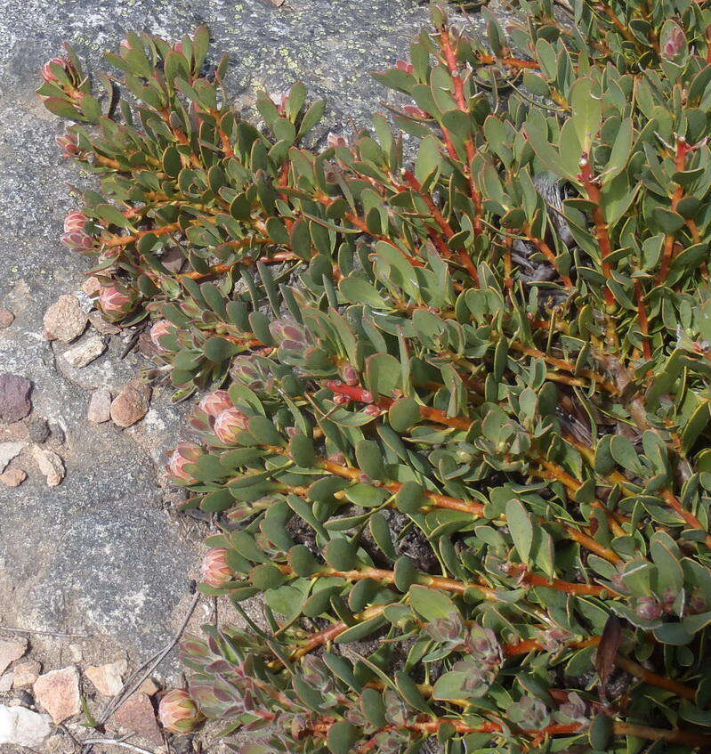 Image of Protea venusta Compton