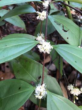 صورة Rhodamnia cinerea Jack