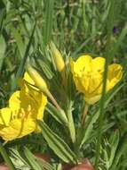 Oenothera pilosella subsp. sessilis (Pennell) G. B. Straley的圖片