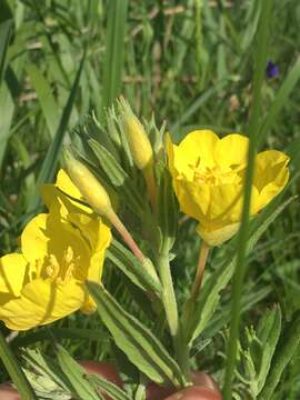 Oenothera pilosella subsp. sessilis (Pennell) G. B. Straley的圖片