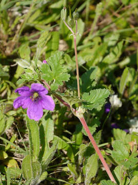 Image of Texas stork's bill