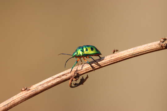 Image of Chrysocoris stollii (Wolff 1801)