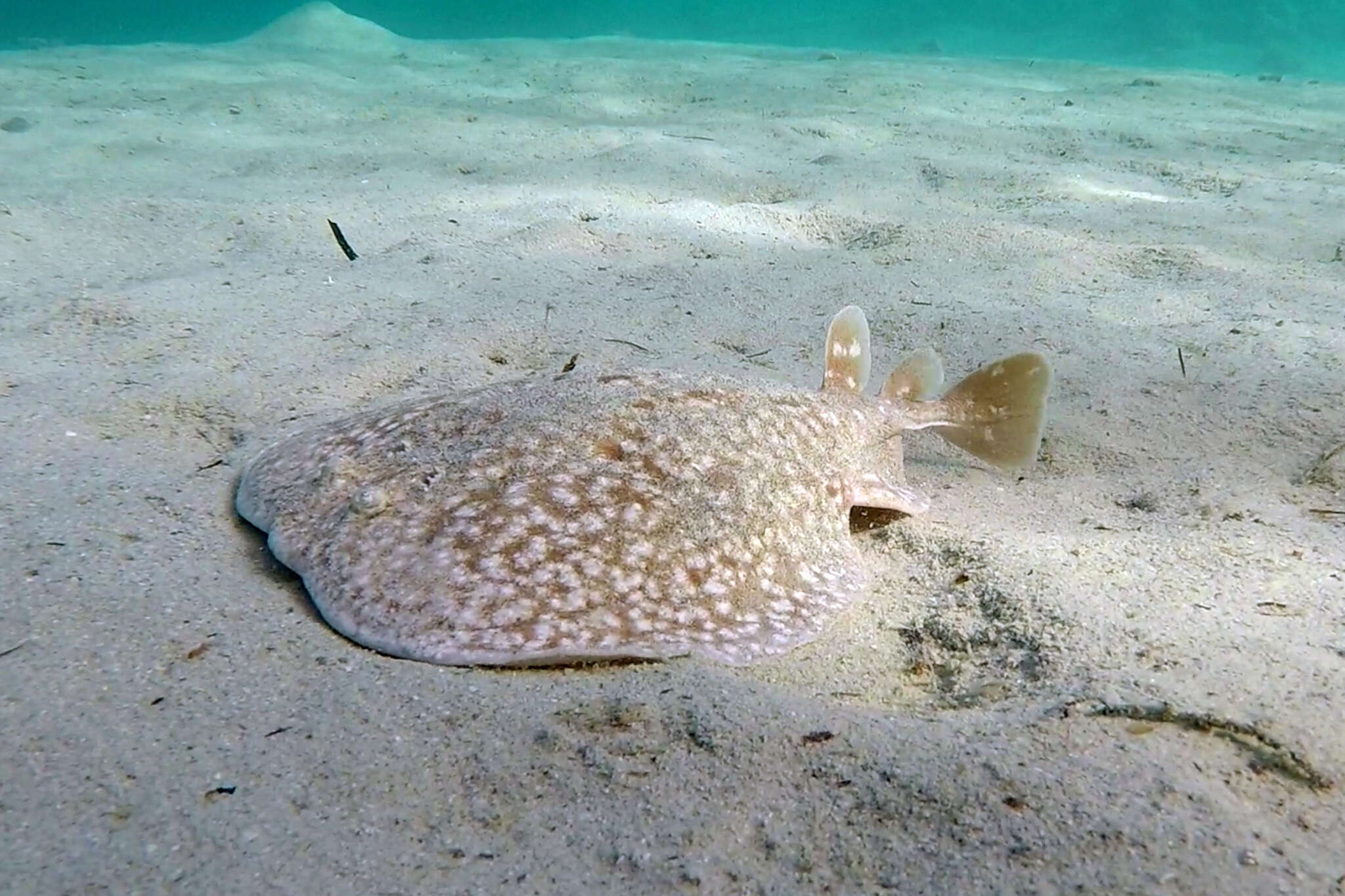 Image of Leopard Torpedo