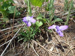 Image of New England Blue Violet