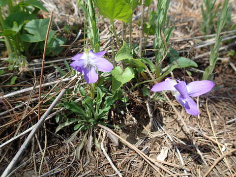 Imagem de Viola novae-angliae House