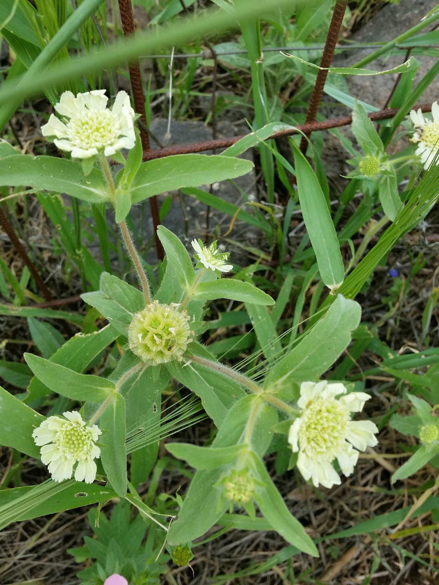 Image of Lomelosia prolifera (L.) W. Greuter & Burdet