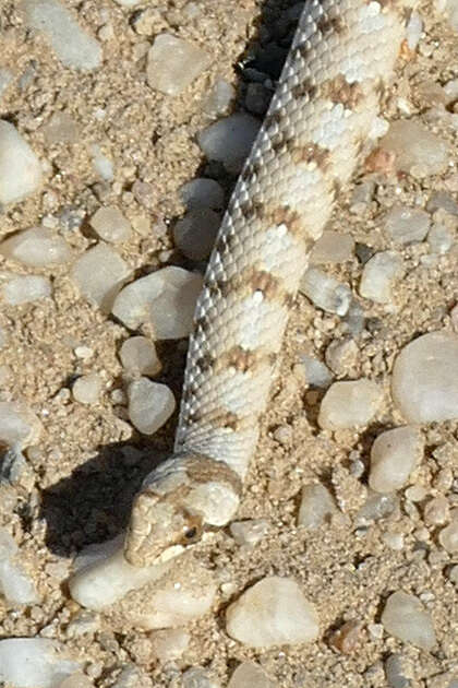 Image of Dwarf Beaked Snake