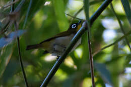 Image of Black-crowned White-eye