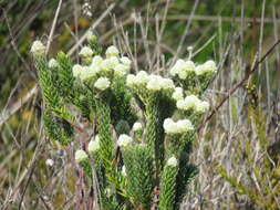 Phylica strigosa Berg. resmi