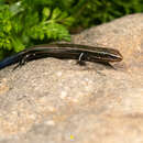 Image of Cope's Skink
