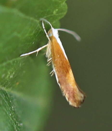 Imagem de Argyresthia albistria Haworth 1828