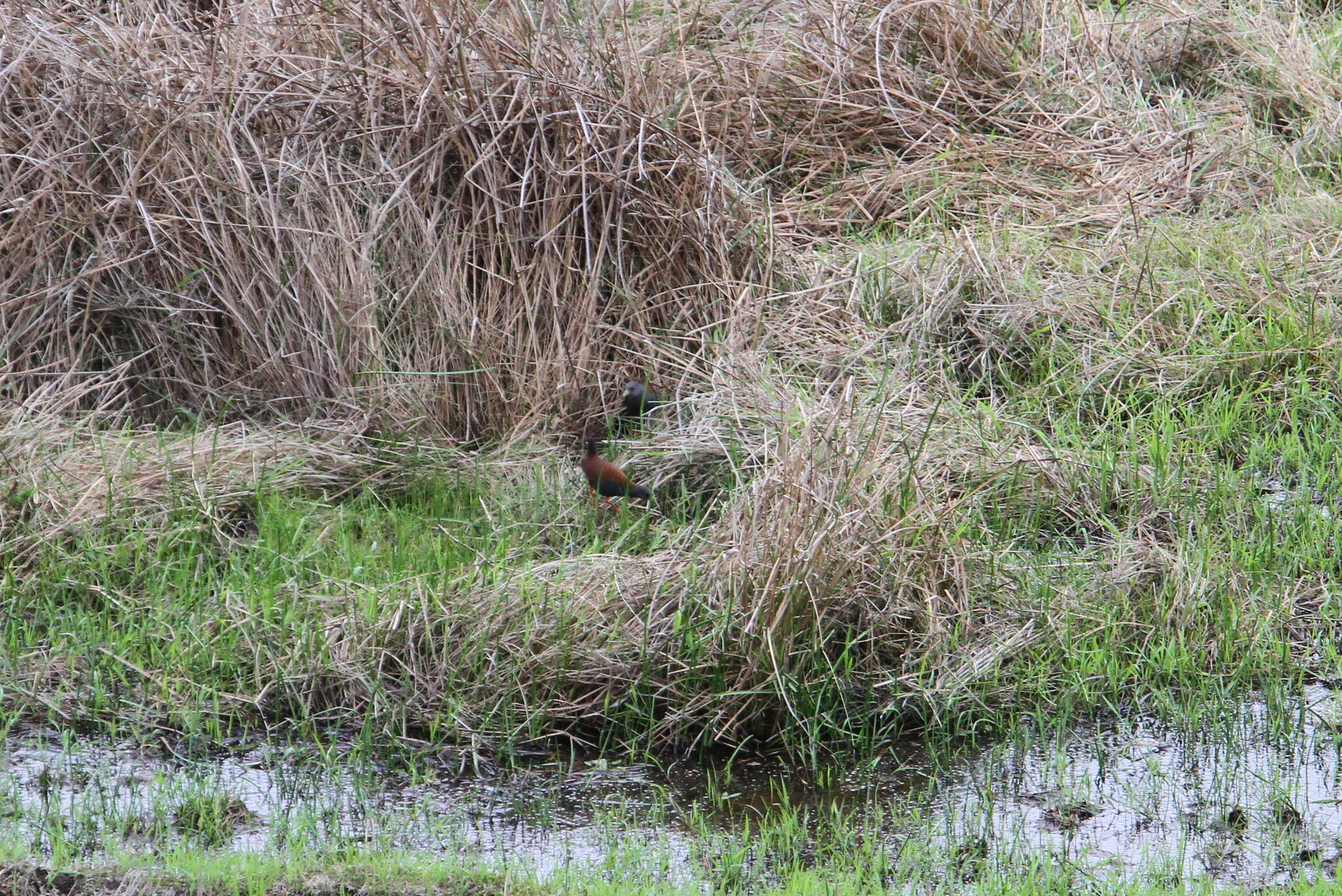 Image of Black-tailed Crake