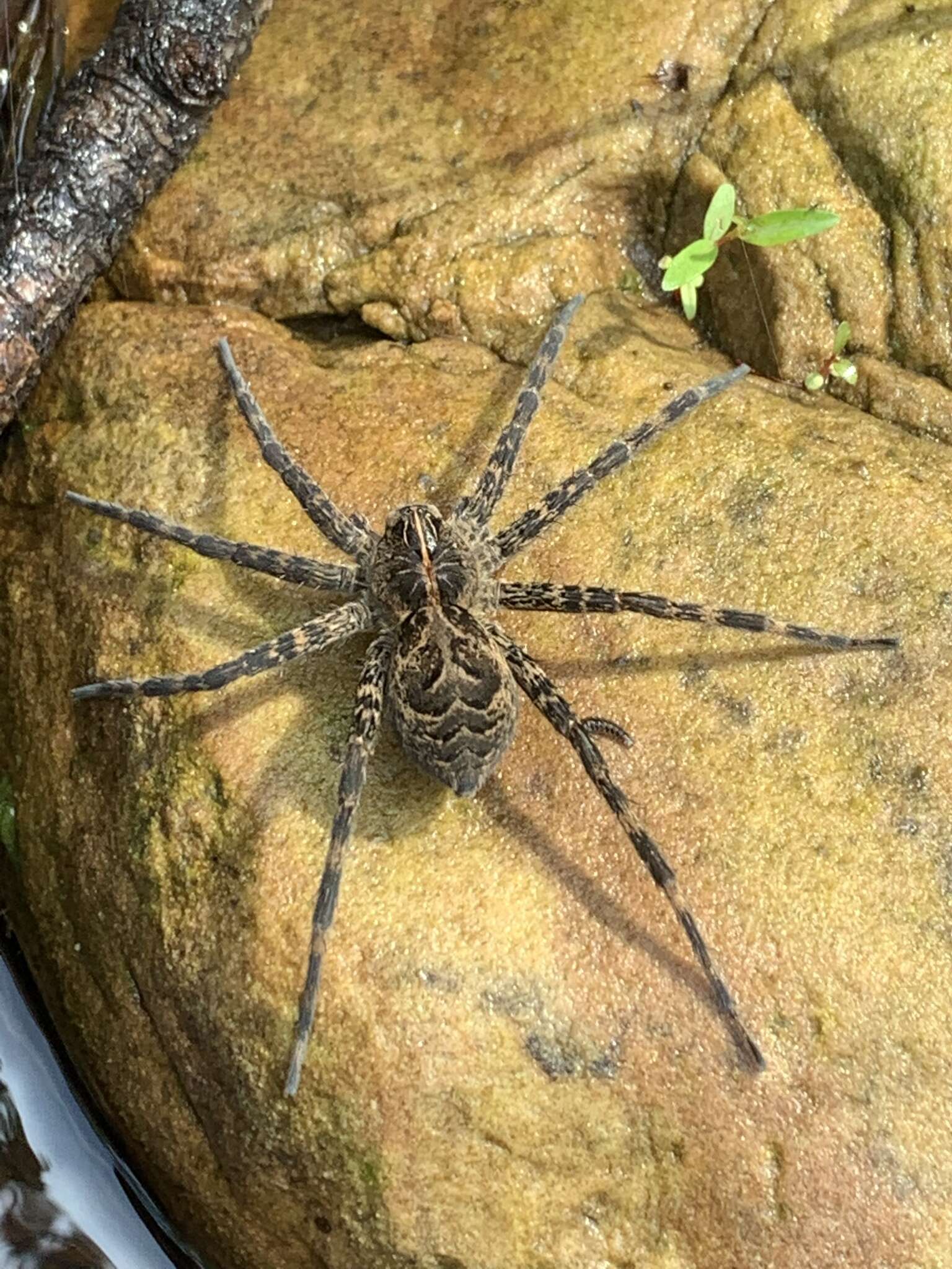 Image of Dolomedes gertschi Carico 1973