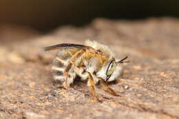 Anthophora crinipes Smith 1854的圖片