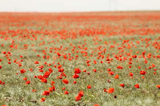 Image of Papaver pavoninum Fisch. & C. A. Mey.