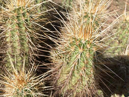 Image of Engelmann's hedgehog cactus