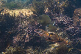 Image of Banded Unicornfish